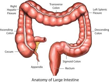 Intestinul gros si sanatatea noastra